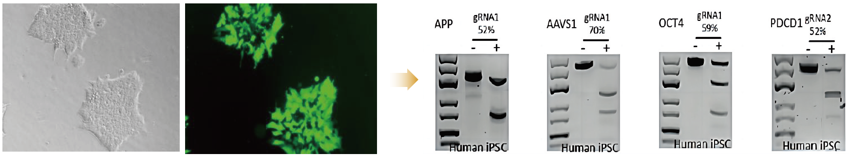 基因編輯1.png 基因編輯1.png